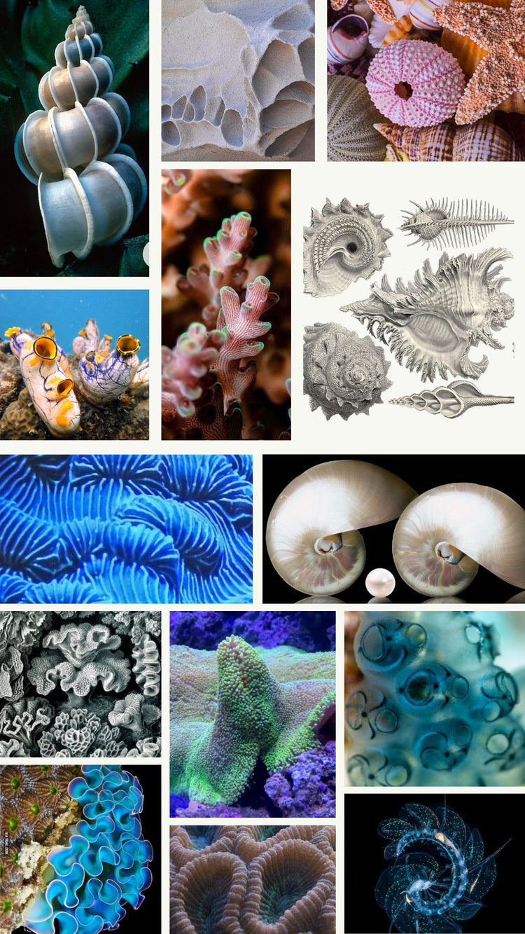 Marine animals, shells, tunicates, corals